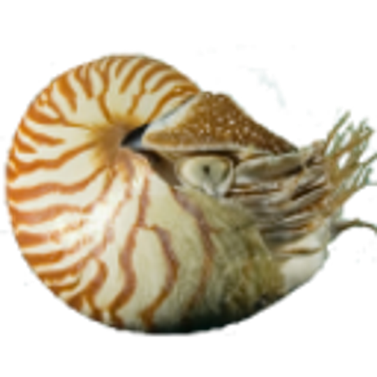 Nautilus File Manager