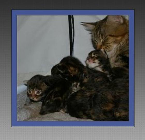 Photo frame gDesklet